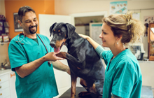 Dog being checked by vet